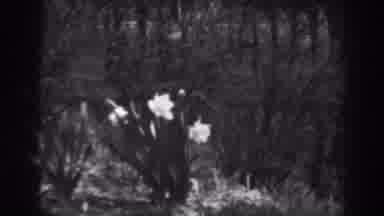 Winchester Maryland (1938): White Blooming Flowers And Square Object By Tree On A
