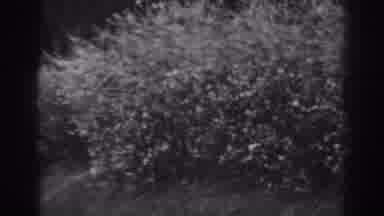 Winchester Maryland (1938): Live Green Bushes Along The Street