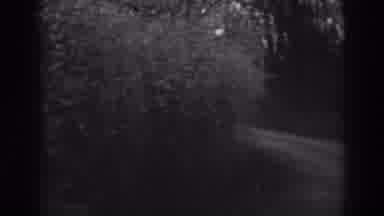 Winchester Maryland (1938): Eerie Black And White Film Of Shrubbery Beside A Dirt