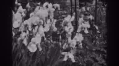 Winchester Maryland (1938): Beautiful Expensive Orchids In The Park
