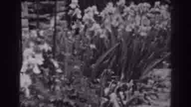 Winchester Maryland (1938): A Garden With Spring Flowers Divided Into Two Plots