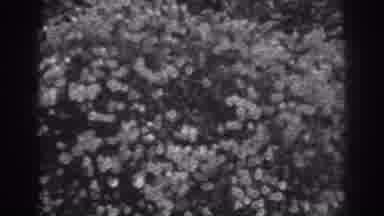 Winchester Maryland (1938): Close Up Slow-Mo Of Carpet Fibers In The Living Room