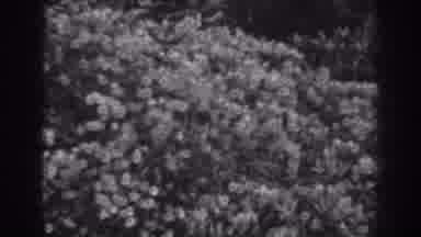 Winchester Maryland (1938): Black And White Video Panning Across A Lush Bush That