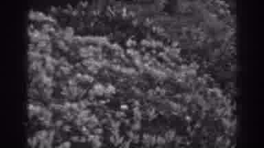 Winchester Maryland (1938): Shrubbery Along A Patio