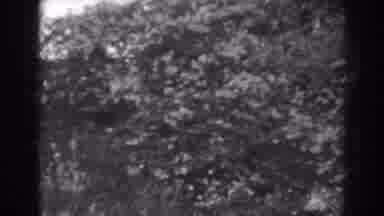Winchester Maryland (1938): View Of Blooming White Flowers On A Clear Sunny Day