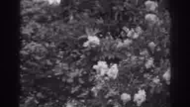 Winchester Maryland (1938): View Of Blooming White Magnolia Tree On A Clear Day
