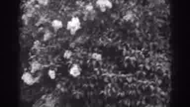 Winchester Maryland (1938): Black And White Video Of Beautiful Pale Flowers On A
