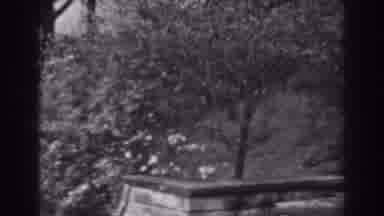 Winchester Maryland (1938): Tulips Along A Brick Wall With A Tree And Grass
