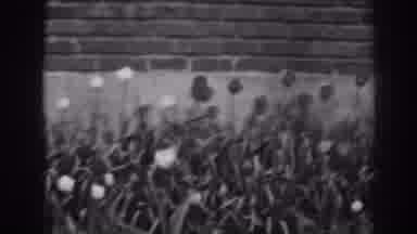 Winchester Maryland (1938): Garden Area Up Against Building Tulip Blossoms In Bed