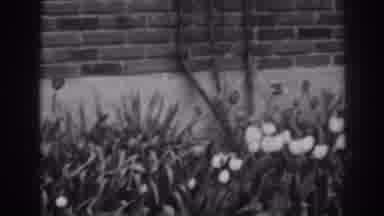Winchester Maryland (1938): White Tulip Flowers Blooming Next Brick Wall And