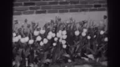 Winchester Maryland (1938): A Garden Full Of Beautiful Rose