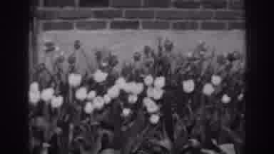 Winchester Maryland (1938): Live Tulips On A Flowerbed
