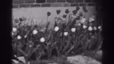 Winchester Maryland (1938): Tulips In Full Bloom Planted Alongside A Brick
