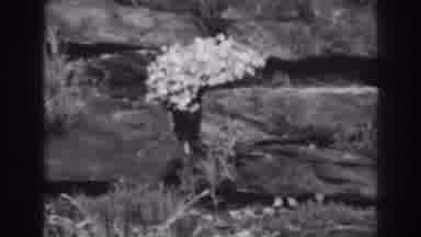 Winchester Maryland (1938): View Of White Flowers And Grey Bounders On A Clear Day