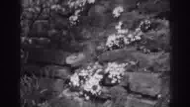 Winchester Maryland (1938): Flowers Blooming On Dark Grey Rocks On A Sunny Day