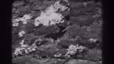 Winchester Maryland (1938): Flowers In Full Bloom At The Bottom Part Of A Mountain
