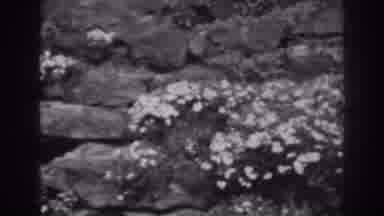 Winchester Maryland (1938): Images Of Various Beautiful Flowers
