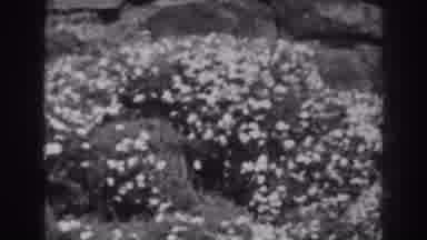 Winchester Maryland (1938): Beautiful Flowers Outdoors For Sale