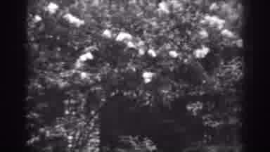 Winchester Maryland-1938: Darkness Clouding Over The Trees As They Sway In The
