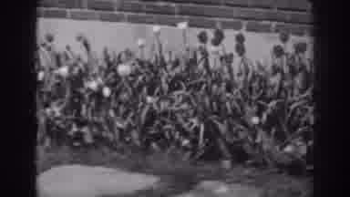 Winchester Maryland (1938): The Video Shows A Garden