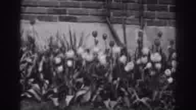 Winchester Maryland (1938): Flowers Against A Brick Wall Shot With A Retro Feel