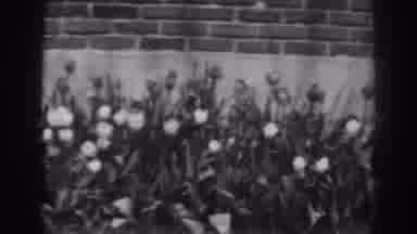 Winchester Maryland (1938): The Sweet Blooming Multi-Color Flowers Blowing In The