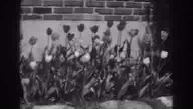 Winchester Maryland (1938): Black And White Blooming Flowers And Bushes In The