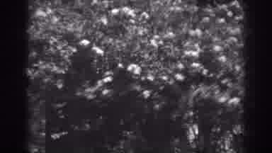 Winchester Maryland (1938): Trees With Blooming Flowers Sway In The Breeze