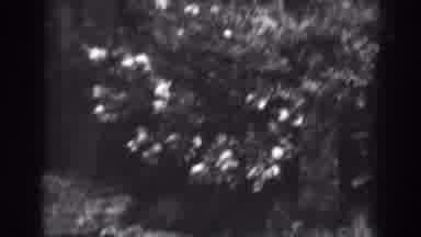 Winchester Maryland (1938): Images Of A Place With Several Flowers