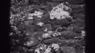 Winchester Maryland (1938): Beautiful Flower Hidden In The Stones Fields Full Of