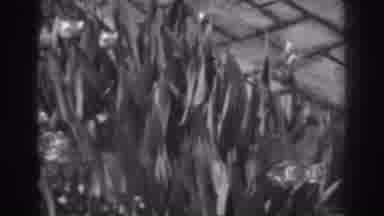 And that's why I'm stuck weeding instead of having a social life