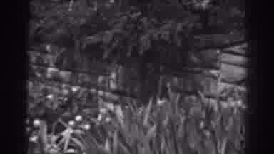 WINCHESTER MARYLAND-1938: Tulips In Front Of Stone Brick Wall With Trees And Bushes