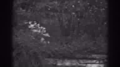 Winchester Maryland (1938): Overgrown Garden In Stone Structure With Hanging Moss