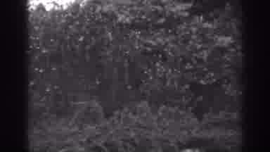 Winchester Maryland (1938): Black And White Video Of Bushes And Trees With Flowers