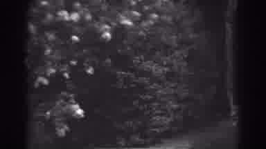 Winchester Maryland (1938): Garden Landscape Bushes Leafy Large Landscape Dense