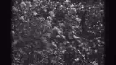 Winchester Maryland (1938): Black And White Flowers And Plants And Landscape With