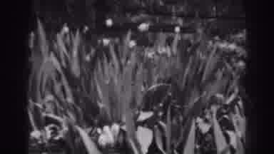 Winchester Maryland (1938): View Of Small Bush And Aloe Vera Plant On A Clear Day
