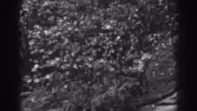 Winchester Maryland (1938): Plants Grow On The Slope Of A Hill Up To A Fence Gate