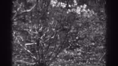 Winchester Maryland (1938): View Of Ice Covered Tree And Small Bush On A Clear Day