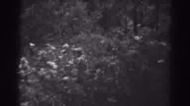 Winchester Maryland (1938): The Camera Captures The Wild Flowers Dancing In The