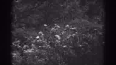 Winchester Maryland (1938): Black And White Forest Tree Tops Swaying In The Wind