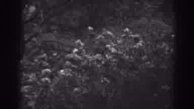 Winchester Maryland (1938): View Of Bushes Swaying In Breeze On A Clear Day