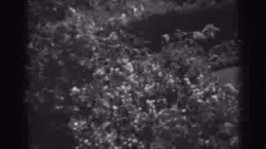 Winchester Maryland (1938): White Birdbath In Center Of Garden On A Sunny Day