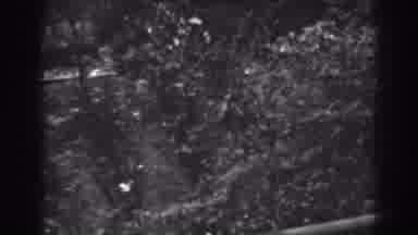 Winchester Maryland (1938): Trees And Gardens Viewed From An Upper Level With A