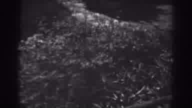 Winchester Maryland (1938): View Of Vine Covered Object And Tree Blossoms On A