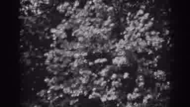 Winchester Maryland (1938): Tulip Flowers Bloom In Front Of A Wall And Some Other
