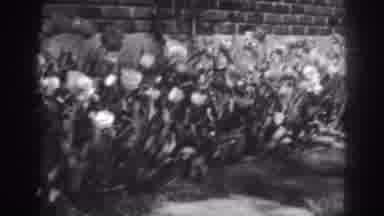 Winchester Maryland (1938): View Of Blooming Tulips In A Row On A Sunny Day