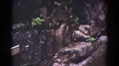 Mount Washington New Hampshire (1939): Small Plants That Are Growing Wild In The