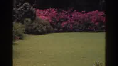 Florida (1941): Open Grass Field Surrounded By Pink Flowers In Sunlight For Garden