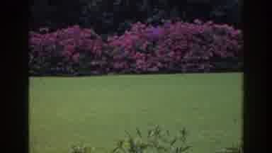 Florida (1941): Purple Pink Spring Flowers Bloom In A Beautiful Hedge Row In A